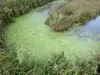 Breton marsh in the Vendée - Small waterway and reeds