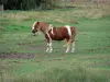 Breton marsh in the Vendée - Horse in a meadow