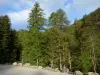 Bron van Boscodon - Bomen van het bos in het Parc National des Ecrins