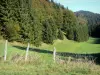 Bugey - Route des Sapins du Haut-Bugey : clôture, prairie et arbres