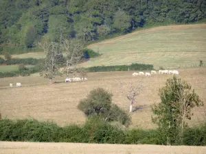 Butte de Thil - Herd of cows on the slopes of the Butte de Thil