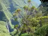 Cachoeira Trou de Fer - Parque Nacional da Reunião: local verde da Trou de Fer