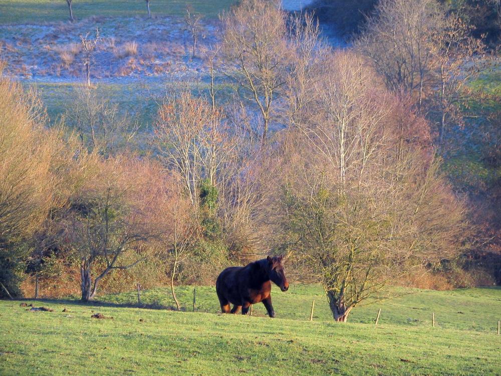 Guide du Calvados - Pays d'Auge - Cheval dans une prairie et arbres