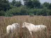 Camargue gardoise - Petite Camargue : deux chevaux blancs dans les roseaux