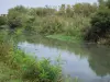 Camargue gardoise - Petite Camargue : roseaux et végétation au bord de l'eau
