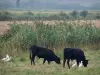 Camargue gardoise - Petite Camargue : taureaux noirs et hérons garde-boeufs (oiseaux blancs) dans un pré, roseaux en arrière-plan