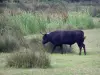 Camargue gardoise - Petite Camargue : taureau noir dans un pré, roseaux en arrière-plan