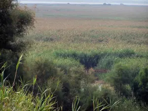 Camargue gardoise - Petite Camargue : roselières (roseaux)