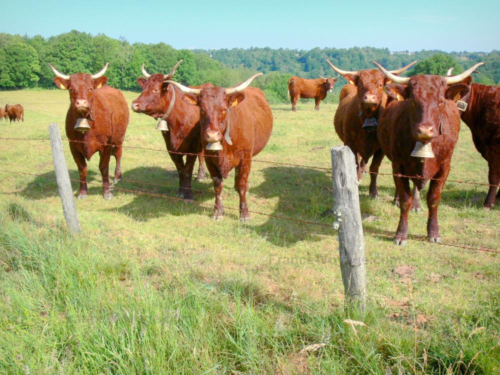 Guide du Cantal - Paysages du Cantal - Vaches Salers dans un pâturage