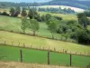 Cantal chestnut forest - Green landscape of meadows surrounded by trees