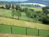 Cantal chestnut forest