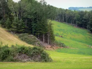 Cantal chestnut forest - Meadows on the edge of the forest