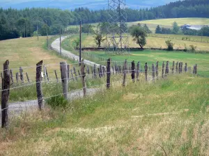 Cantal chestnut forest - Small road lined with fenced