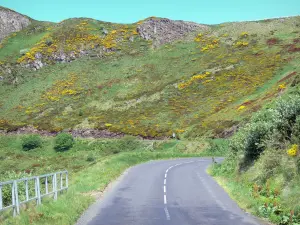 Cantal Landschaften - Regionaler Naturpark der Vulkane der Auvergne: Straße zu den Cantal-Bergen, gesäumt von blühendem Ginster