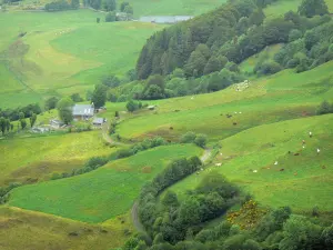 Cantal Landschaften - Regionaler Naturpark der Vulkane der Auvergne - Monts du Cantal: Blick auf die mit Kühen übersäten Weiden des Col de Serre