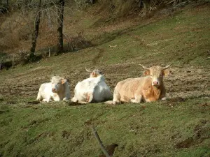 Cantal Landschaften - Kühe liegen auf einer Wiese
