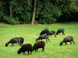 Canyon de Saulges - Moutons noirs d'Ouessant dans une prairie de la vallée encaissée de l'Erve