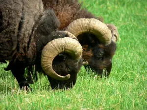 Canyon de Saulges - Deux moutons noirs d'Ouessant paissant dans une prairie
