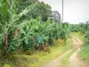 Capesterre-Belle-Eau - Banana velden