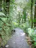 Carbet Falls - Caminho pedestre, forrado, com, vegetação tropical
