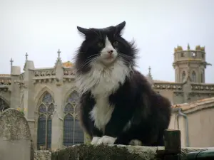 Carcassonne - Katze posierend vor der Basilika Saint-Nazaire