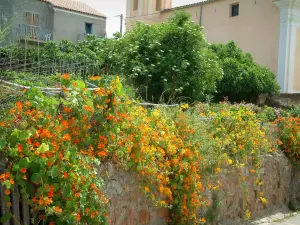 Cargèse - Garden decorated with climbing flowers and trees