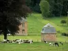 Cartuja del Mont-Dieu - Rebaño de vacas en un prado en las afueras del antiguo monasterio