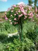 Casa e jardins de Claude Monet - Jardin de Monet, Giverny: Clos Normand: flores de roseira (rosas)