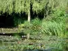 Casa e jardins de Claude Monet - Jardin de Monet, Giverny: Jardim da Água: lírios de água da lagoa (lagoa do lírio de água) pontilhada com nenúfares, juncos, vegetação e salgueiro-chorão
