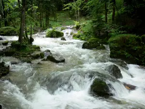 Cascadas del Hérisson - River (el erizo), rocas y árboles