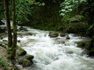 Cascadas del Hérisson - River (el erizo), las rocas, los árboles en la orilla del agua