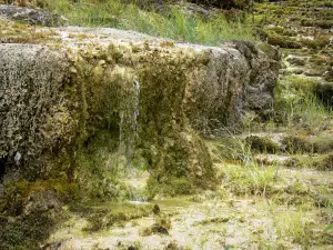 Cascata de Étufs - Musgos do local da cachoeira petrificante; na cidade de Rouvres-sur-Aube