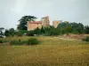 Castello di Magrin - Paese di Cuccagna: campo di girasoli, alberi e le case del Museo del Castello di Pastello