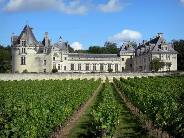 Castillo de Brézé - Palacio renacentista y el campo de la viña