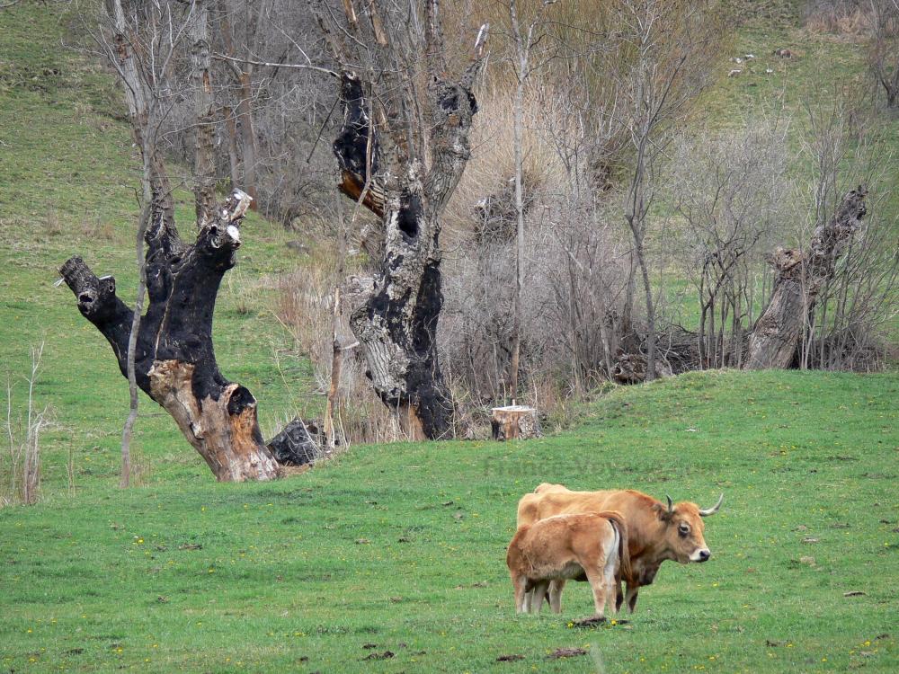 Photos The Catalan Pyrenees Regional Nature Park Tourism & Holiday