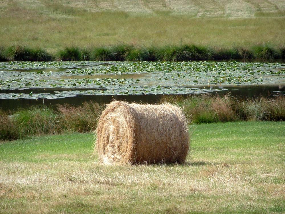 Guide du Centre-Val de Loire - Paysages du Berry - Botte de paille, étang avec des nénuphars et pâturage