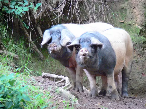 El cerdo vasco del valle de los  Aldudes - Guía gastronomía, vacaciones y fines de semana en Pirineos Atlánticos