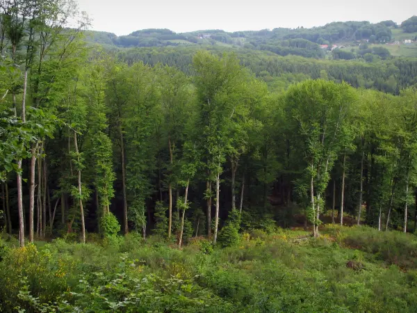 The Chabrières forest - Tourism, holidays & weekends guide in the Creuse