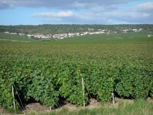 The Champagne Trail Tourism Holiday Guide