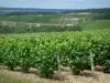 Champagne trail - Côte des Bar: vines, trees and hills covered with vineyards