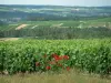 Champagne trail - Côte des Bar: herbs, rosebush (red roses), vines, trees and hills covered with vineyards