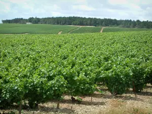 Champagne trail - Côte des Bar: vineyards (vines) and forest in background