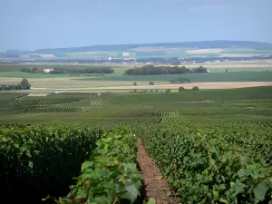 Champagne vineyards - Vineyards of the Reims Mountain (Champagne vineyards, in the Reims mountain Regional Nature Park) with view of the surrounding fields