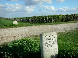 Champagne vineyards - Champagne vineyards (vineyards of the Reims Mountain): milestone of a famous Champagne House, vineyards, road, clouds in the sky
