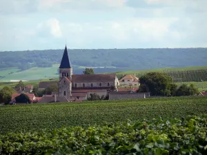Champagne vineyards - Village of Sacy with its church and its houses, vineyards of the Reims Mountain (Champagne vineyards, in the Reims mountain Regional Nature Park), trees and forest