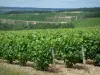 De Champagneroute - Côte des Bar: wijngaarden, bomen en heuvels bedekt met wijngaarden