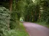 Chantilly forest