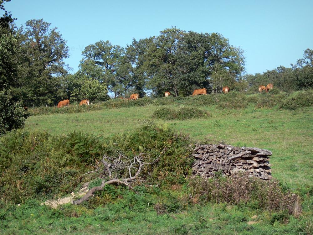 Guide de la Charente - Paysages de Charente - Troupeau de vaches dans un pâturage, arbustes et arbres