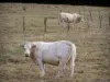Charolais Rind - Charolais Rinder (weisse Kühe) in einer Wiese
