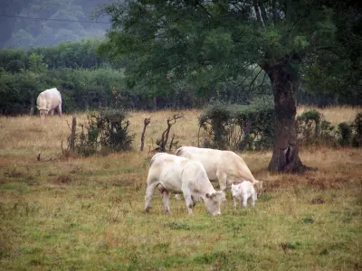 Charolaise cow